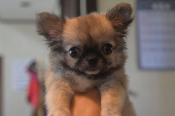 チワワ(ロング)【鹿児島県・男の子・2019年5月31日・フォーン】の写真「チビチビなチワワ君」