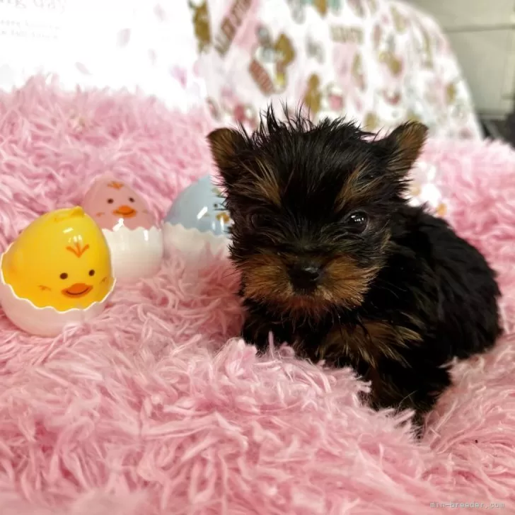 ID：2503-03583の子犬