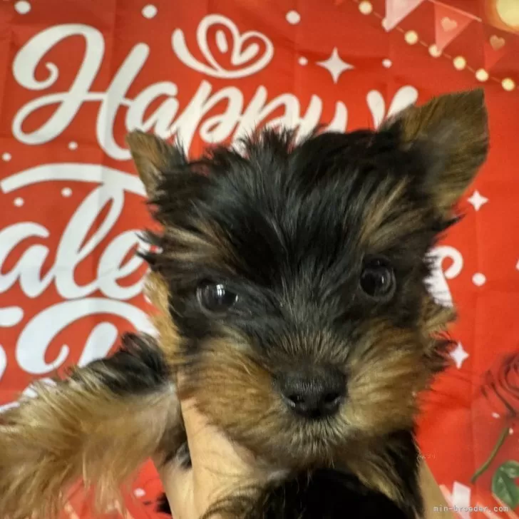 ID:2502-02306の子犬