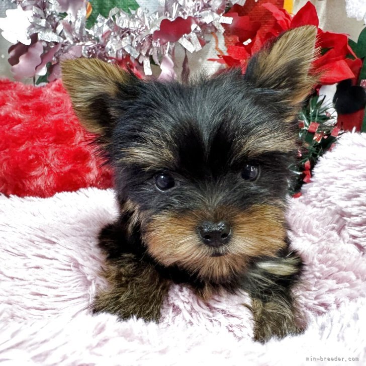 ブリーダー画像