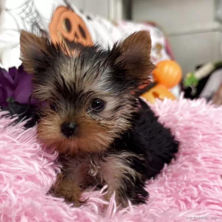 ID：2509-00650の子犬