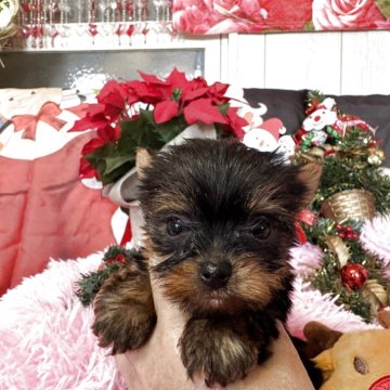 ヨークシャーテリア【群馬県・男の子・2025年9月19日・スティールブルー&タン】の写真「小さな男の子です。」