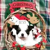 チワワ(ロング)