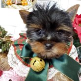 ヨークシャーテリア