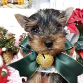 ヨークシャーテリア