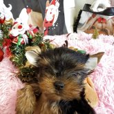 ヨークシャーテリア