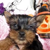 ヨークシャーテリア