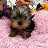 ヨークシャーテリア【群馬県・男の子・2025年7月16日・スティールブルー&タン】の写真2