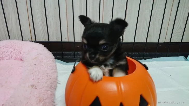 ID：1909-02671の子犬