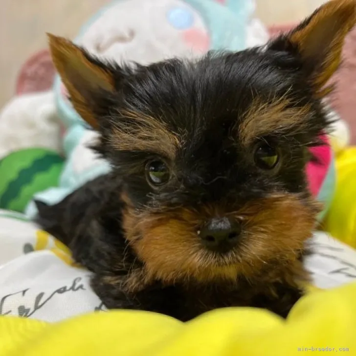 ID：2306-03897の子犬