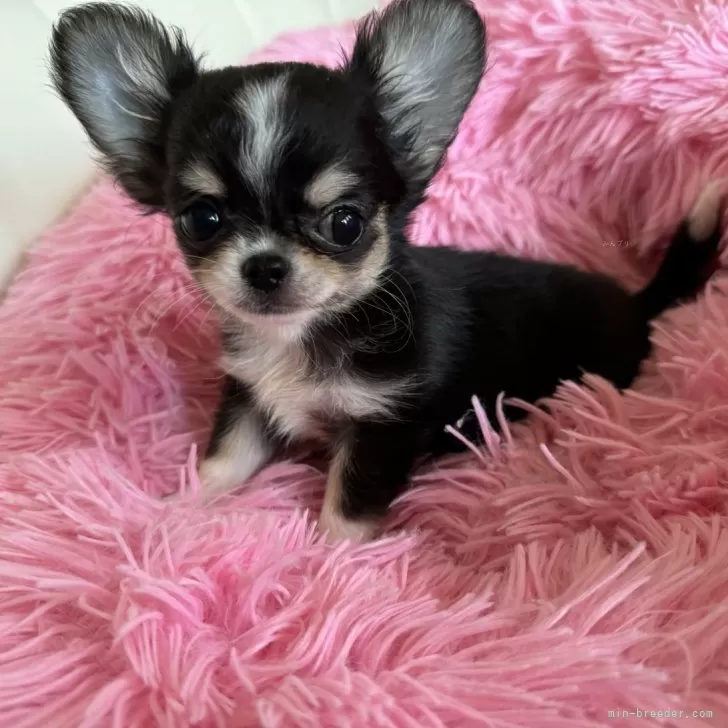 ID：2406-01032の子犬