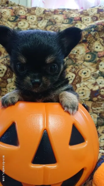 ID：1909-02674の子犬