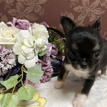 チワワ(ロング)【群馬県・女の子・2022年6月18日・ブラックタン ホワイトマーキング】の写真「明るい性格の女の子です。」