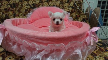 チワワ(ロング)【群馬県・男の子・2020年5月15日・ホワイト&クリーム】の写真「一番にご連絡頂いた兵庫県の方に決まると思います。」