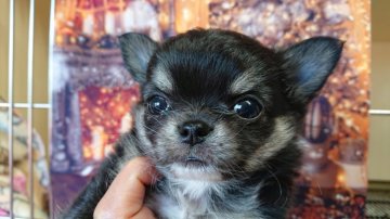 チワワ(ロング)【群馬県・男の子・2021年10月4日・ブラックタンホワイトマーキング】の写真「小さい男の子」