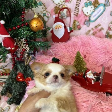 チワワ(ロング)【群馬県・女の子・2023年9月18日・ゴールド&ホワイト】の写真「素敵なご家族に決まりました。」