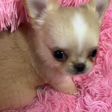 チワワ(ロング)【群馬県・男の子・2022年8月8日・ゴールド&ホワイト】の写真「素敵な飼い主様に決まりました。」