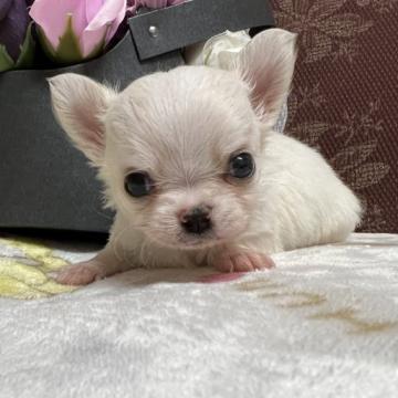 チワワ(ロング)【群馬県・男の子・2022年7月1日・クリーム&ホワイト】の写真「素敵なご家族様に決まりました。」