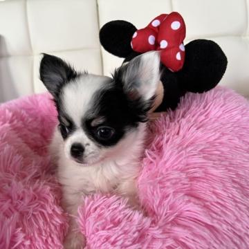 チワワ(ロング)【群馬県・女の子・2022年9月11日・ホワイト ブラックアンドタン】の写真「両親遺伝子検査クリア」