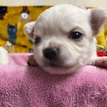 チワワ(ロング)【群馬県・女の子・2022年11月1日・クリーム&ホワイト】の写真「両親遺伝子検査クリア」