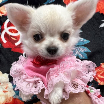 チワワ(ロング)【群馬県・女の子・2022年4月18日・クリーム&ホワイト】の写真「素敵な、ご家族様に決まりました。」