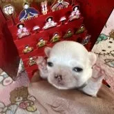 チワワ(ロング)【群馬県・女の子・2023年2月18日・クリーム&ホワイト】の写真1「小さい女の子です。」