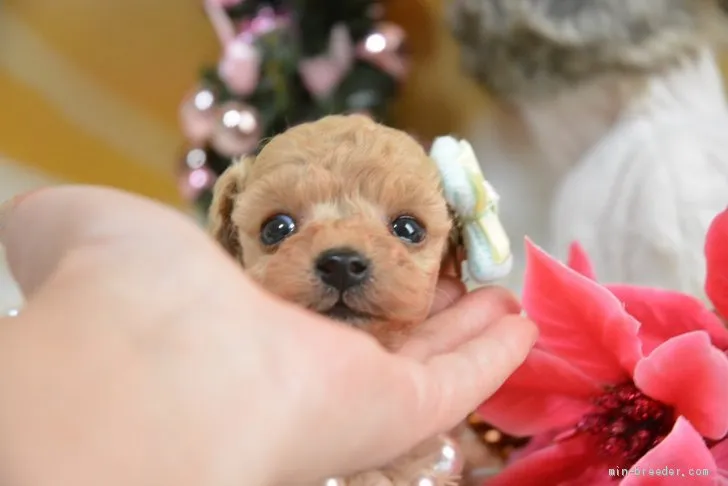 ID:2011-03748の子犬