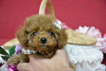 トイプードル(タイニー)【愛知県・男の子・2016年12月12日・レッド】の写真「ティーカップ～小さ目タイニー予想♪」