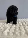 タイニープードル【徳島県・男の子・2025年9月19日・ブラック】の写真14
