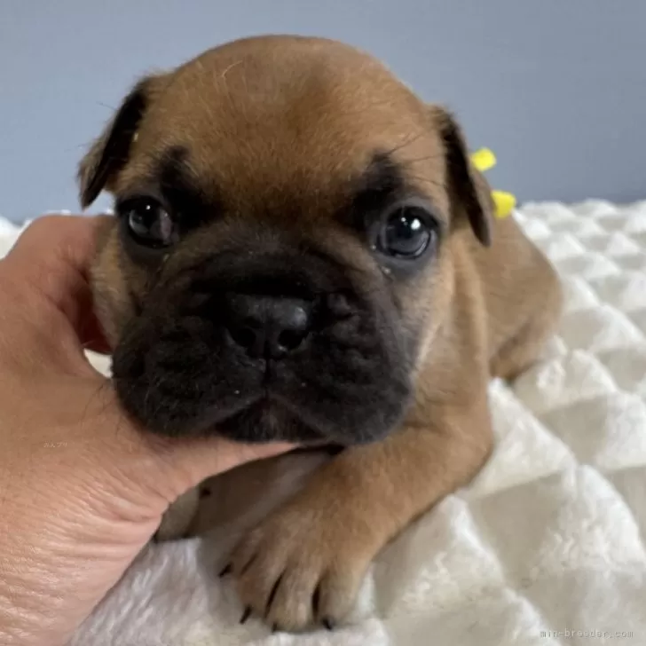 フレンチブルドッグ【徳島県・女の子・2025年10月13日・フォーン】の写真1