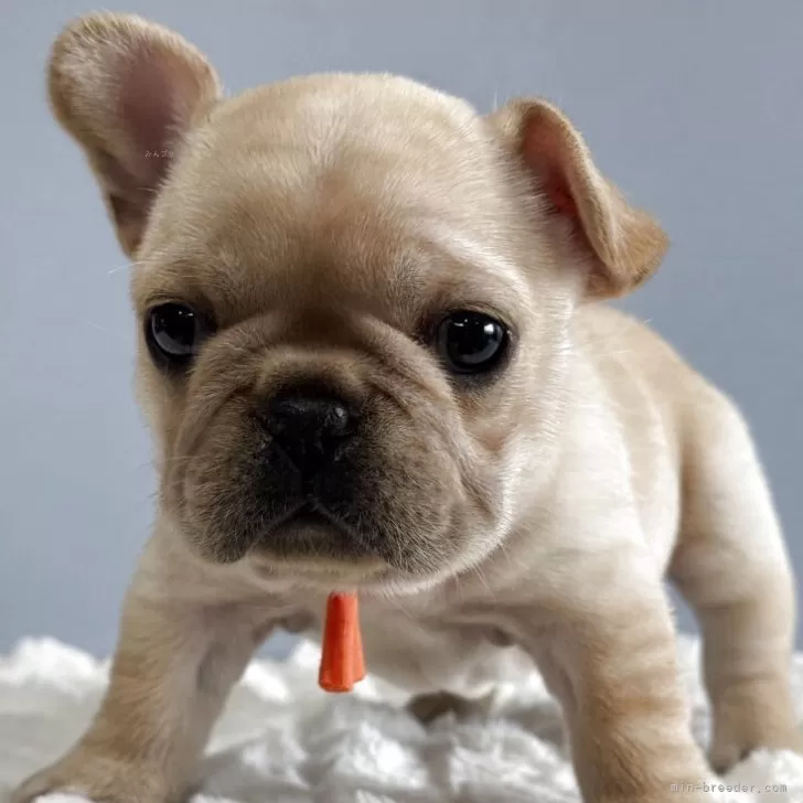 ID：2505-02590の子犬