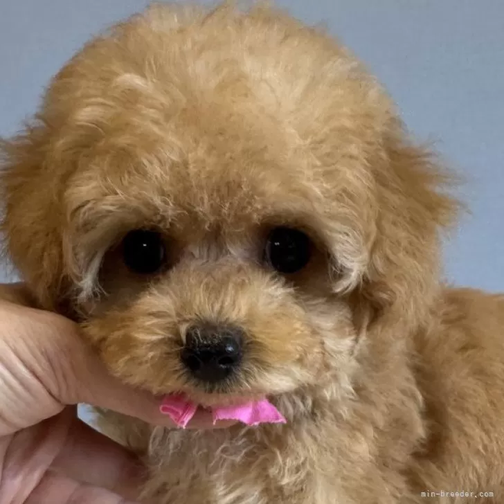 ID:2506-07173の子犬