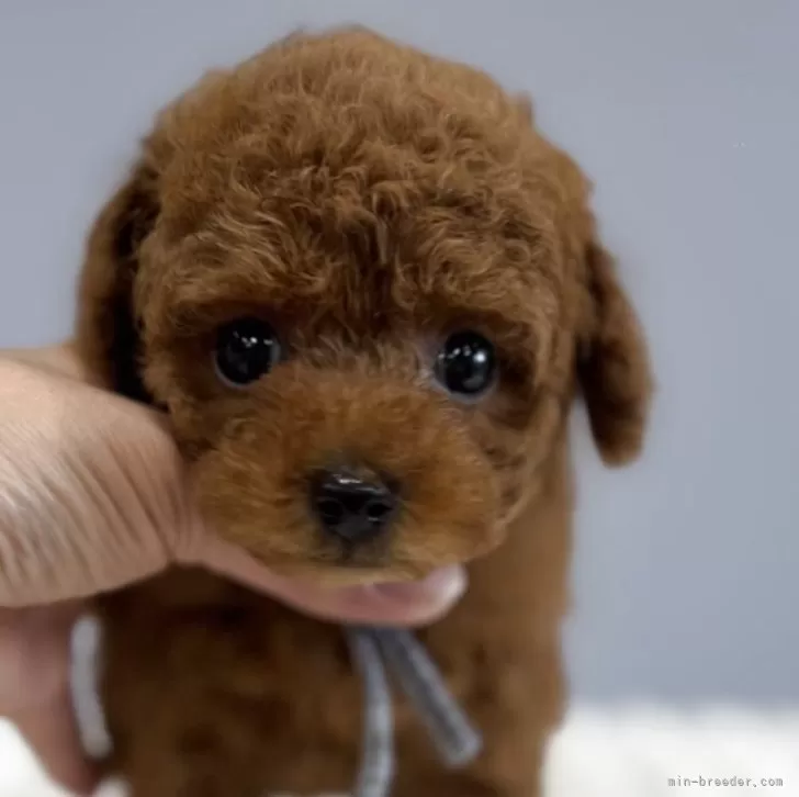 ID：2505-05725の子犬