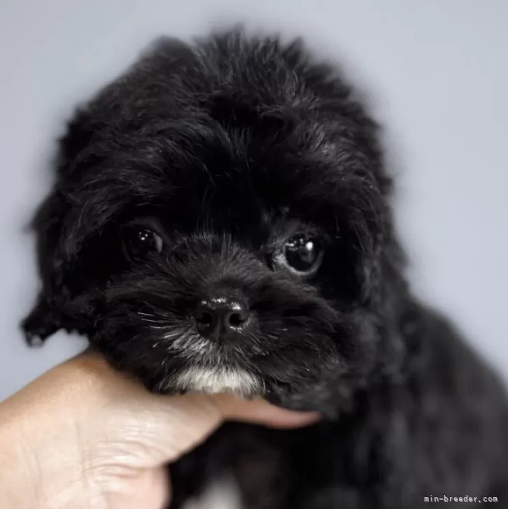 ID：2506-00739の子犬