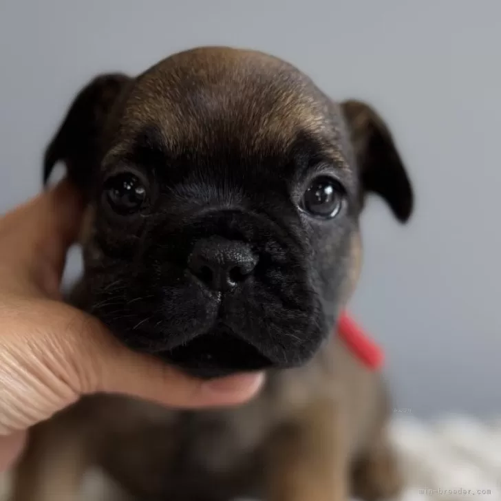 フレンチブルドッグ【徳島県・女の子・2025年10月13日・フォーン】の写真1