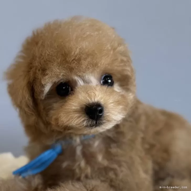 ID：2506-05327の子犬