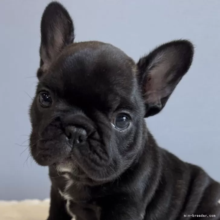 ゆき様 専用♥️ フレンチブルドッグ 確認画面♥️