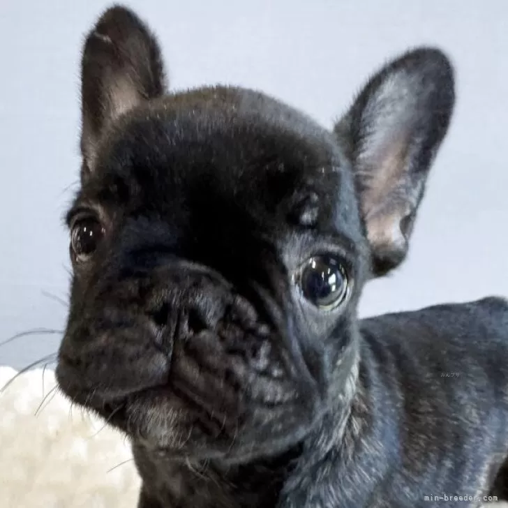 M.T 様のお迎えした子犬