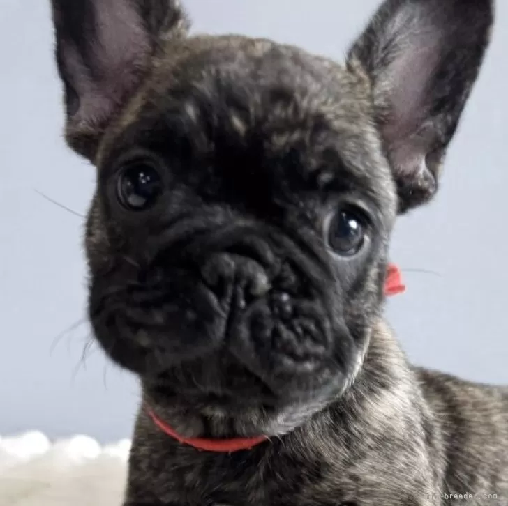 ID:2506-07197の子犬