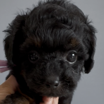 タイニープードル【徳島県・女の子・2025年9月21日・ブラックタン】の写真「ブラックタンの可愛いお姫♥️」