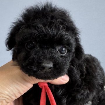 トイプードル(タイニー)【徳島県・女の子・2025年9月16日・ブラック】の写真「可愛いお姫♥️」