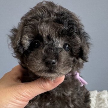 トイプードル(タイニー)【徳島県・女の子・2025年10月13日・ブラック&シルバー】の写真「レアカラー♥️可愛いお姫♥️」