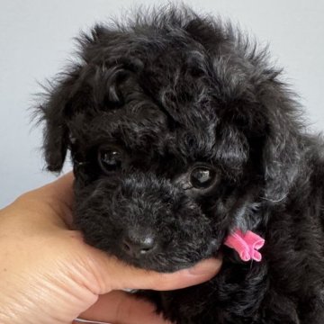 トイプードル(タイニー)【徳島県・女の子・2025年10月27日・ブラック】の写真「ブラック可愛いお姫♥️」