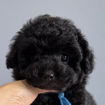 トイプードル(タイニー)【徳島県・男の子・2025年9月19日・ブラック】の写真「コロコロ可愛い王子♥️」