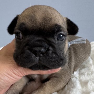 フレンチブルドッグ【徳島県・男の子・2025年10月13日・フォーン】の写真「黒が多いフォーンの王子👑」
