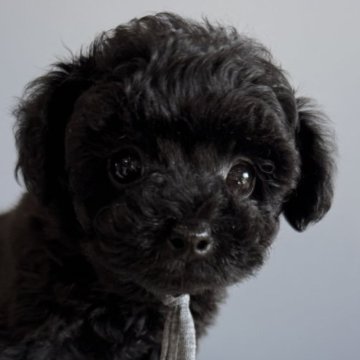 ティーカッププードル【徳島県・男の子・2025年9月21日・ブラック】の写真「可愛い王子♥️」