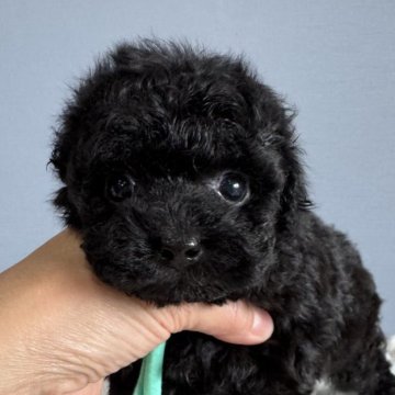 トイプードル(タイニー)【徳島県・男の子・2025年9月19日・ブラック】の写真「可愛い王子♥️」