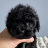 ティーカッププードル