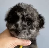 タイニープードル