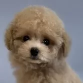 ティーカッププードル